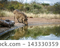 Common warthog in greater Kruger National park, South Africa 143330359