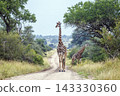 Giraffe in Greater Kruger National park, South Africa 143330360