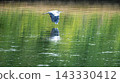A low-flying grey heron reflected in the lush green water, creating a mirror-like image. (Wild bird photo with copy space) 143330412