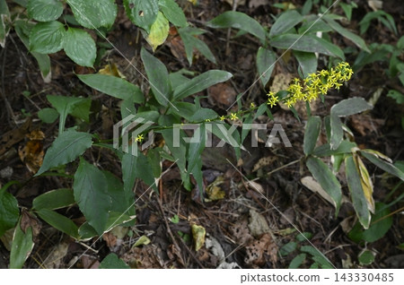 森林地面上盛開著金雞菊 143330485