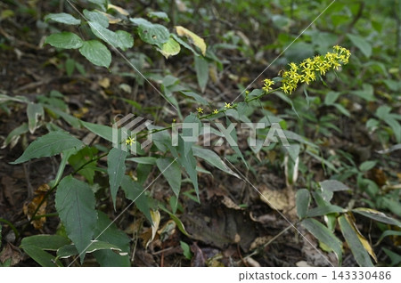 森林地面上盛開著金雞菊 143330486