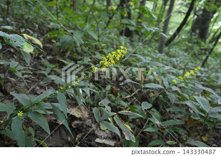 森林地面上盛開著金雞菊 森林地面上盛開著金雞菊 143330487