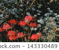 Autumn, sometimes summer 143330489