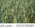Green Barley Heads Bending Across Dense Field Under Moving Daylight With Layered Stalks Filling 143330889