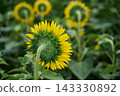 Single Sunflower Facing Away With Bright Yellow Petals In Blurred Green Field Of Blooming Flowers 143330892