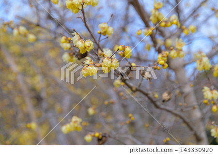 Yellow winter sweet blossoms overflowing from the branches in winter. Yellow winter sweet blossoms overflowing from the branches in winter. 143330920