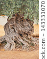 Twisted trunk of a large, ancient olive tree growing in the Valley of the Temples in Agrigento 143331070