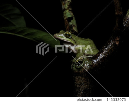 Amami tree frog (Amami Oshima, night) Amami tree frog (Amami Oshima, night) 143332073