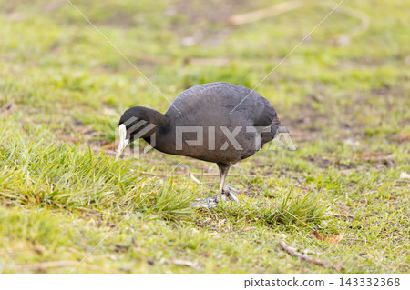 A Eurasian Coot foraging for food in a grassy field in the Blue Mountains A Eurasian Coot foraging for food in a grassy field in the Blue Mountains 143332368