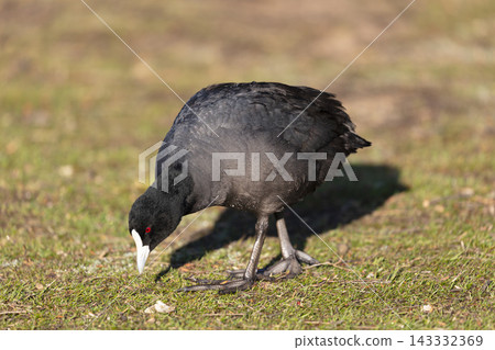 A Eurasian Coot foraging for food in a grassy field in the Blue Mountains A Eurasian Coot foraging for food in a grassy field in the Blue Mountains 143332369