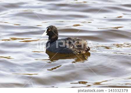 A Eurasian Coot paddling in Wentworth Falls Lake in the Blue Mountains A Eurasian Coot paddling in Wentworth Falls Lake in the Blue Mountains 143332379