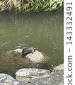 一隻鱉趴在池塘裡的石頭上，悠閒地享受著日光浴。 143332491