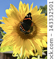 Closeup macro view of black and orange butterfly feeding on bright yellow sunflower 143332501