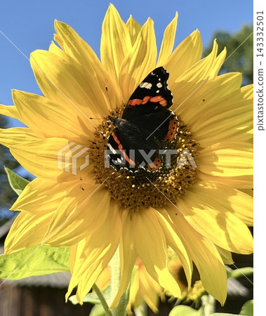 Closeup macro view of black and orange butterfly feeding on bright yellow sunflower Closeup macro view of black and orange butterfly feeding on bright yellow sunflower 143332501
