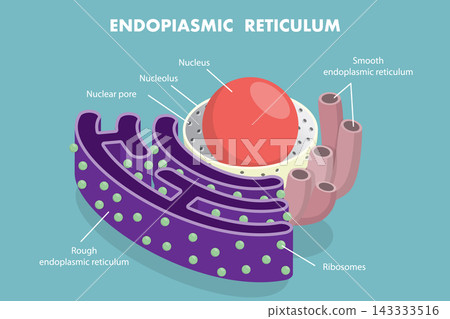 3D Isometric Flat Vector Illustration of Endoplasmic Reticulum, Anatomy of Human Cell 3D Isometric Flat Vector Illustration of Endoplasmic Reticulum, Anatomy of Human Cell 143333516
