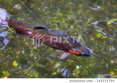 Swimming in a clear stream... Rainbow trout 143333744