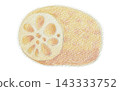 Lotus root 143333752
