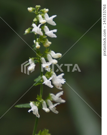 White-flowered Japanese mint White-flowered Japanese mint 143333768