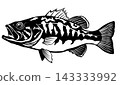 Black and white graphic material of a largemouth bass, in a paper-cut style silhouette. 143333992