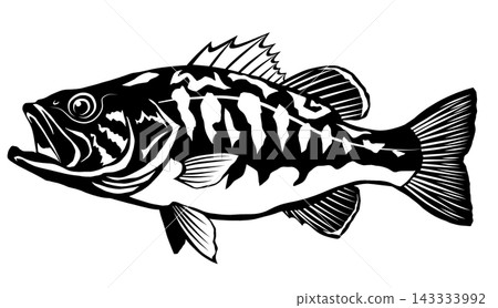 Black and white graphic material of a largemouth bass, in a paper-cut style silhouette. Black and white graphic material of a largemouth bass, in a paper-cut style silhouette. 143333992