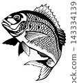 A paper-cut style illustration of a high-grade fish, the red sea bream, with a transparent monochrome background. 143334139