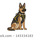 Sitting German Shepherd Police K-9 in Tactical Vest with K-9 Unit Patches, Vector Illustration Isolated on White Background.  143334183
