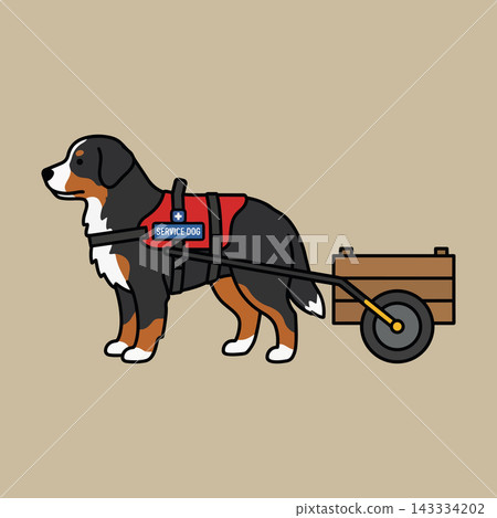 Bernese Mountain Dog Carting Service Animal Pulling Wooden Wagon Illustration.  143334202