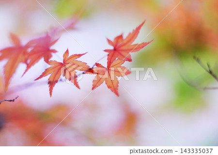 Bright red autumn leaves Bright red autumn leaves 143335037