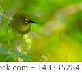 A Japanese white-eye bird standing amidst the fresh greenery. 143335284