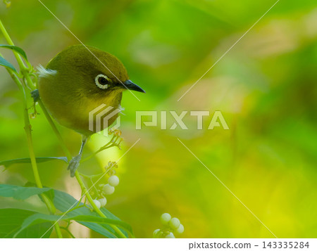 一隻繡眼鳥站在綠意盎然的草地上。 143335284