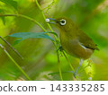 A Japanese white-eye bird holding a white berry in its beak. 143335285