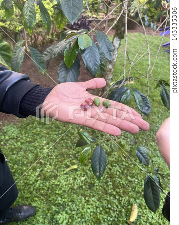 非洲旅行:乞力馬扎羅咖啡種植 非洲旅行:乞力馬扎羅咖啡種植 143335306