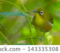 A Japanese white-eye bird standing in the shade of a green tree. 143335308