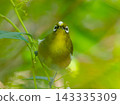 A Japanese white-eye bird holding a white berry in its beak. 143335309