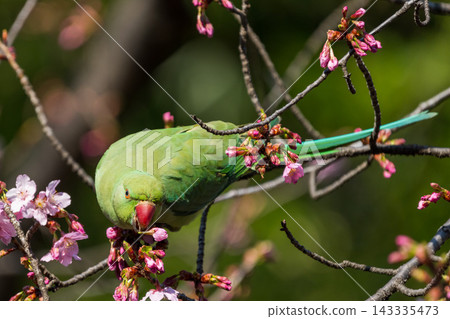 A bright green rose-ringed parakeet perches on a cherry tree branch, holding a cherry blossom in its beak. A bright green rose-ringed parakeet perches on a cherry tree branch, holding a cherry blossom in its beak. 143335473