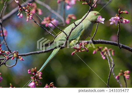 A bright green rose-ringed parakeet perches on a cherry tree branch, holding a cherry blossom in its beak. A bright green rose-ringed parakeet perches on a cherry tree branch, holding a cherry blossom in its beak. 143335477