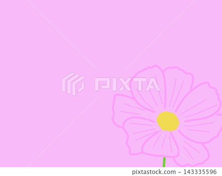 粉紅色花背景：波斯菊 143335596