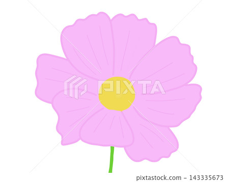 可愛的粉紅色波斯菊 可愛的粉紅色波斯菊 143335673