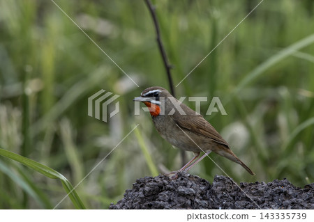 Siberian Rubythroat on the branch animal portrait. Siberian Rubythroat on the branch animal portrait. 143335739