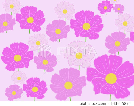 波斯菊花田:多朵粉紅波斯菊 波斯菊花田:多朵粉紅波斯菊 143335851