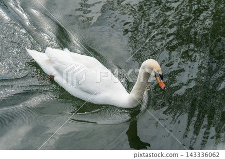Swans on Toronto Island Swans on Toronto Island 143336062