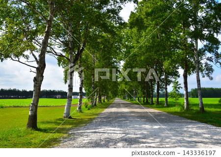 北海道乙付町白樺樹成蔭的街道 北海道乙付町白樺樹成蔭的街道 143336197