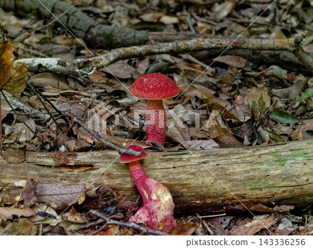 牛肝菌(Boletus edulis)的子實體發現於殼斗科闊葉林。 牛肝菌(Boletus edulis)的子實體發現於殼斗科闊葉林。 143336256