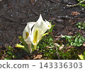 White bamboo flowers 143336303