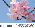Kawazu cherry blossoms in the blue sky 143336360