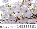 Cherry blossoms bathed in spring sunlight 143336361