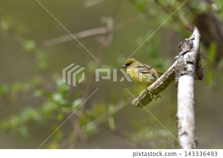 一隻毛茸茸的黃色彩旗鳥。 一隻毛茸茸的黃色彩旗鳥。 143336493