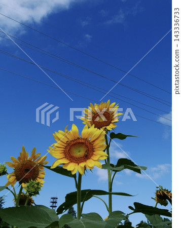 A sunflower field on a sunny day A sunflower field on a sunny day 143336733