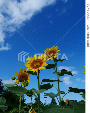 A sunflower field on a sunny day A sunflower field on a sunny day 143336734
