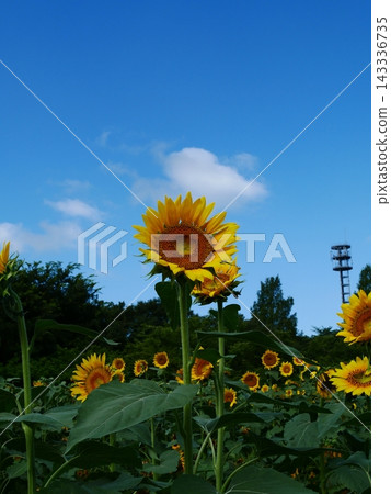 A sunflower field on a sunny day 143336735
